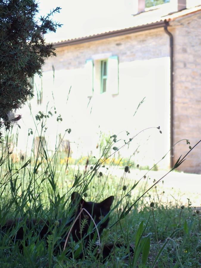 Cottage al Merlo Olivo Buje Esterno foto